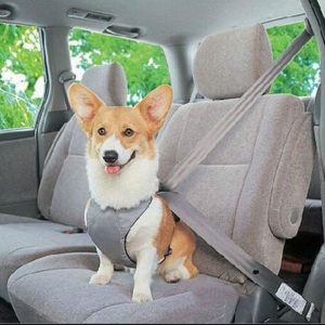 dog-car-harness